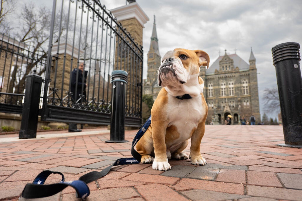 A view through the front gates of Georgetown University, with Jack the Bulldog sitting in front