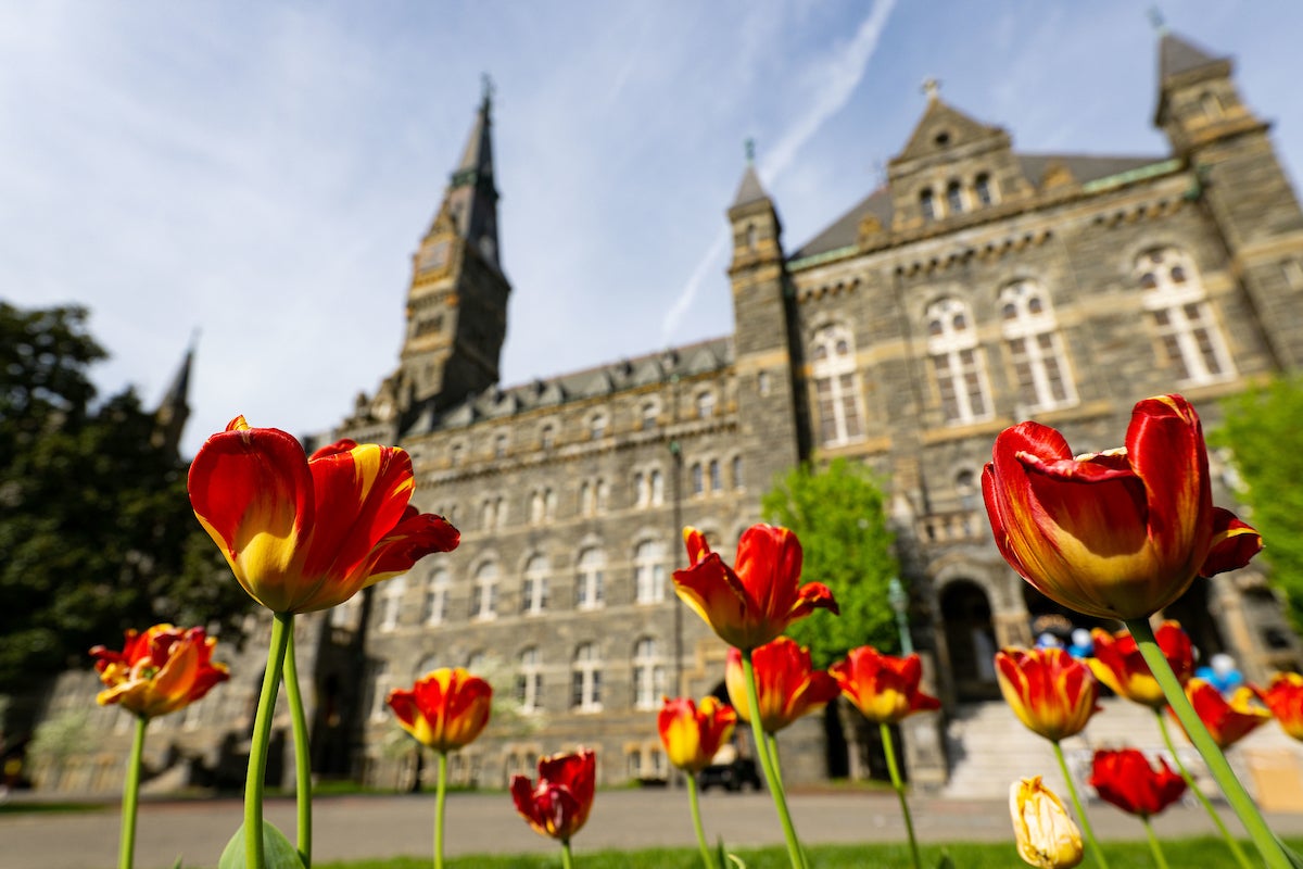 View of Healy Hall with red and yellow tulips