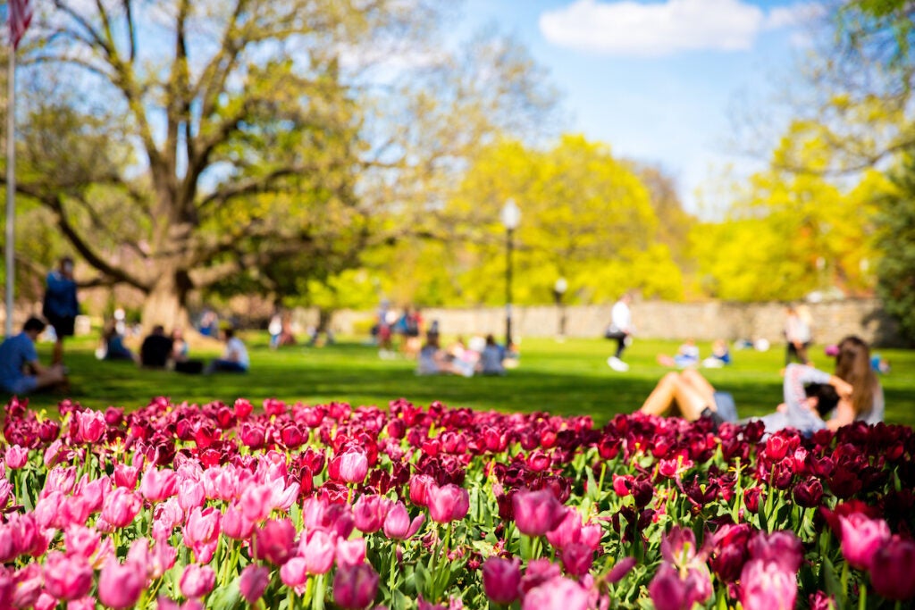 A Spring afternoon on Copley lawn. Pink tulips in the foreground, and students sitting in the sun in the background