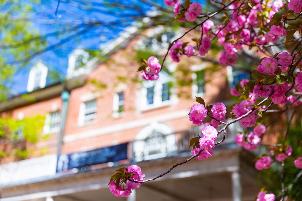 Flowering trees in Dahlgren Square outside of Old North