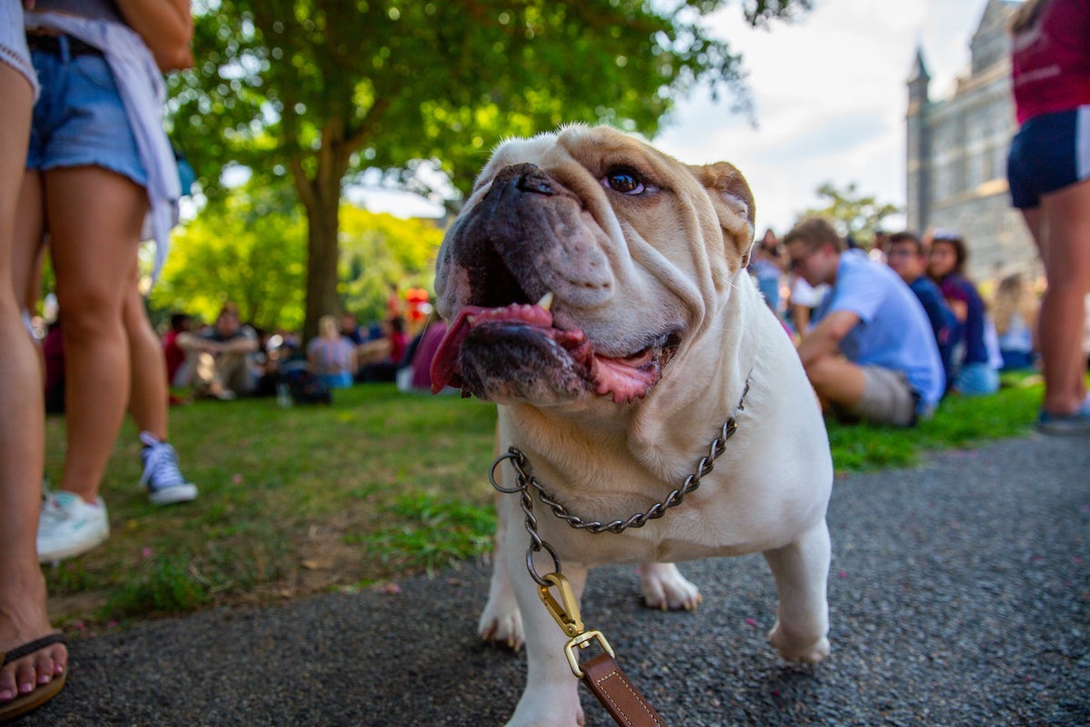 Jack the Bulldog walking among students on Copley Lawn